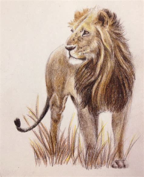 Start drawing the lion with the outline of the face. Add details to the face. Draw the nose, mouth, and eyes on the face. Draw the mane. Depict the lion’s mane as in my example. Draw the ear and torso. In this step, sketch out the ear and torso. Draw the legs and tail. Depict the first pair of lion legs.